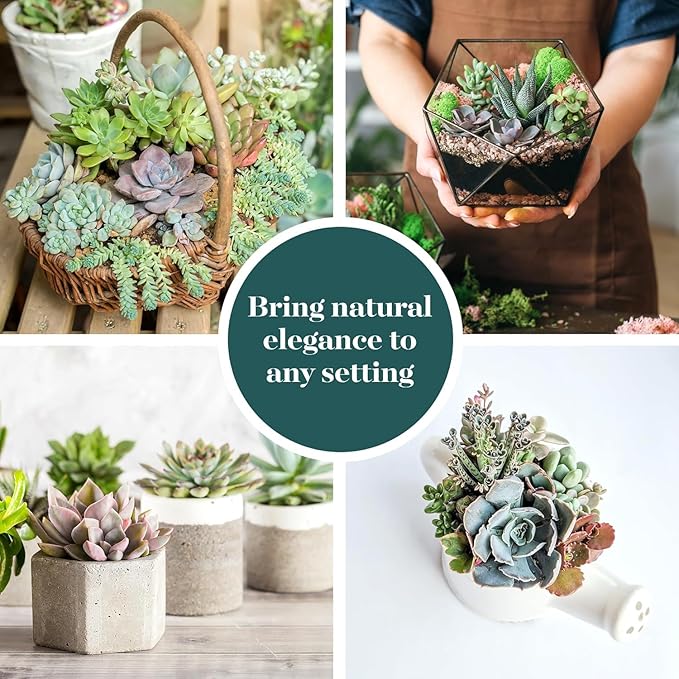 Shop Succulents Pastel Succulent Plant Pack Bulk Collection - Live Mini Succulent Plants, Low Maintenance, Bright & Serene Colors & Textures - Wedding and Party Favors, Gift & Garden, Pack of 64