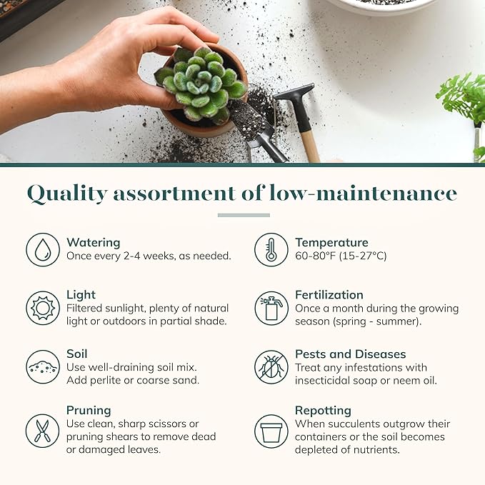 Shop Succulents Verde Succulent Plant Pack Bulk Collection - Live Mini Succulent Plants, Low Maintenance, Mix of Green Succulents & Textures - Wedding and Party Favors, Gift & Garden, Pack of 32