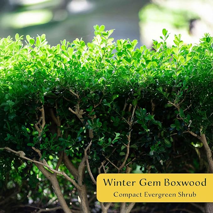 12 Winter Gem Boxwood in 2.5” Nursery Cubes (Buxus microphylla VAR. Japonica) | Evergreen Shrub for Hedges, Borders & Topiary | Ready-to-Plant Live Starter Plants