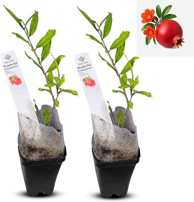 Live Pomegranate 'Wonderful' Plants (Punica Granatum 'Wonderful') - Fruit-Bearing, Drought-Tolerant, Easy to Grow (2 stevia Cups)