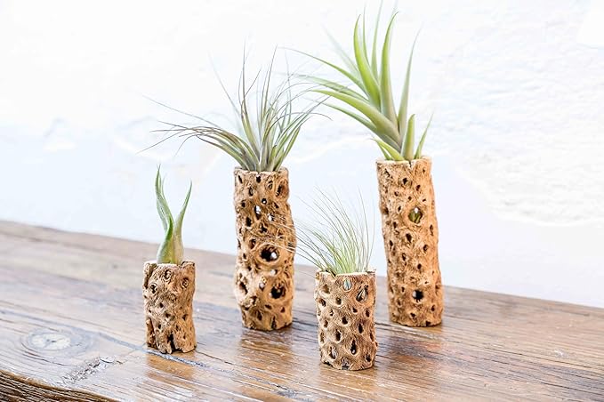 Air Plant Shop 12 Pack 3 Inch Cholla Cactus Holders with Assorted Air Plants- Wholesale and Bulk - Succulents - Live Tillandsia - Easy Care Indoor and Outdoor House Plants