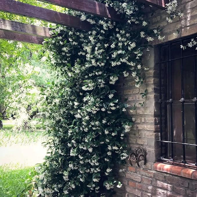 Star Jasmine/Confederate Jasmine - Trachelospermum Jasminoides. Live. Fragrant Flowers. (2 Plants in Sac)