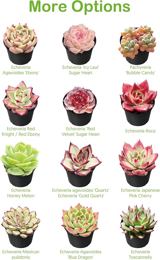 Live Succulent Ripple Jade, Approx 2-inch Large, Potted Succulents, Fully Rooted, Easy Care House Plants