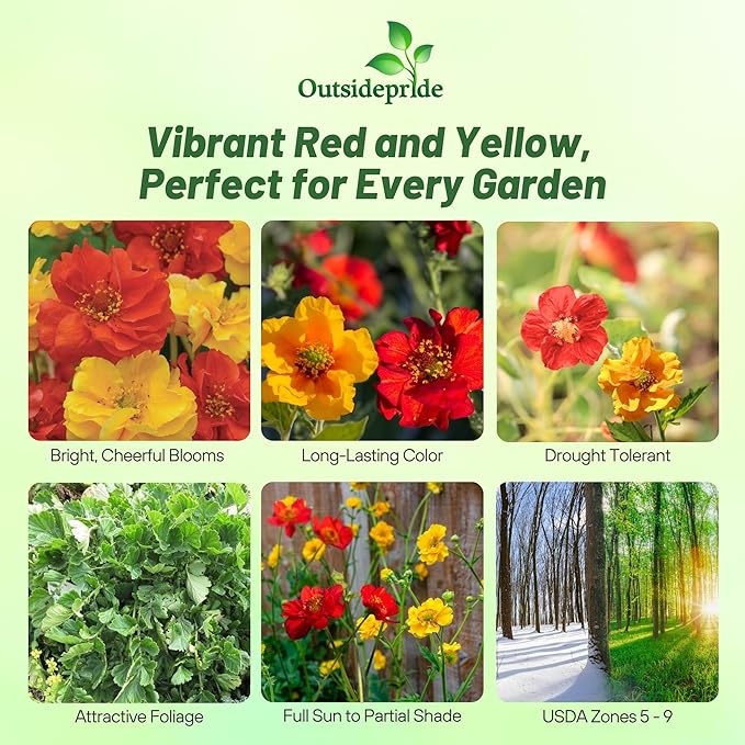 Outsidepride Sunbeam Geum Seeds - 20 Pcs Easy to Grow Perennial Flower Seeds for Planting with Vibrant Blooms Attractive to Pollinators, for Cut Flower Arrangements, Borders, & Flower Beds