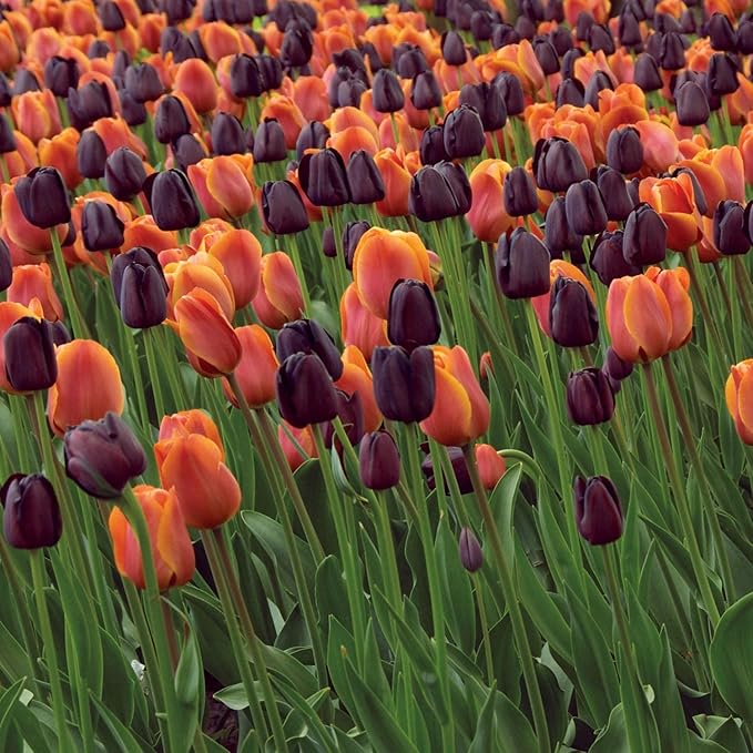 Garden State Bulb Maroon and Orange Mix Triumph Tulip Flower Bulbs, 12/+ cm, Fall Planting (Bag of 100)