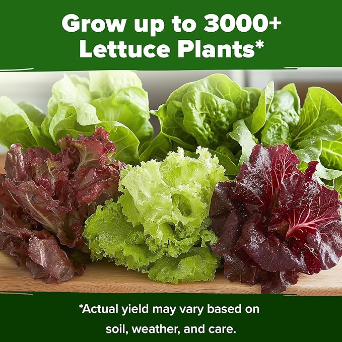 HOME GROWN 5 Lettuce Seed Pack – 3950 Heirloom Vegetable Seeds for Indoor, Outdoor, or Hydroponic Growing – Black Seeded Simpson, Red Romaine, Bibb, Buttercrunch, Iceberg Varieties (Lactuca Sativa)