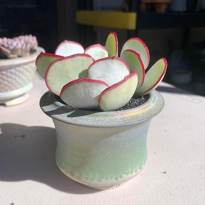 FWPP Live Succulents Plants Echeveria 'White Eyebrow' 2 inches 3 Pack,Rare Green Succulents Bare Root Without Pot Soil, Live Plants Indoor Office Decoration Wedding and Gift