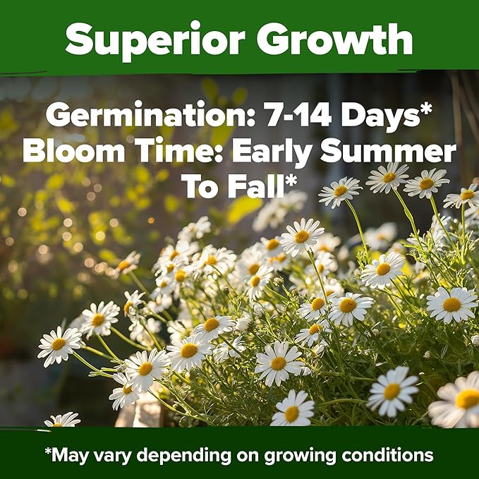 HOME GROWN German Chamomile Seed Pack – 4,560 Heirloom Seeds for Planting for Sustainable Gardens and Soothing Medicinal Herbal Teas (Matricaria chamomilla)