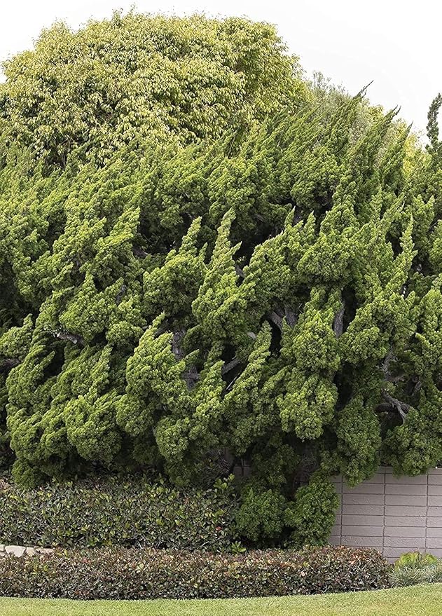 Hollywood Juniper | Juniperus Chinensis Torulosa | 1 Live Gallon Size Tree | Drought Tolerant Cold Hardy Evergreen Plant