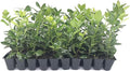 Nellie R. Stevens Holly - 10 Live Trees - Evergreen Privacy Plants