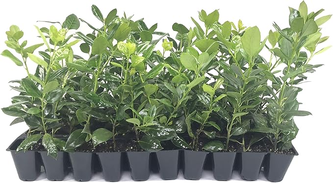 Nellie R. Stevens Holly - 30 Live Plants - Evergreen Privacy Trees