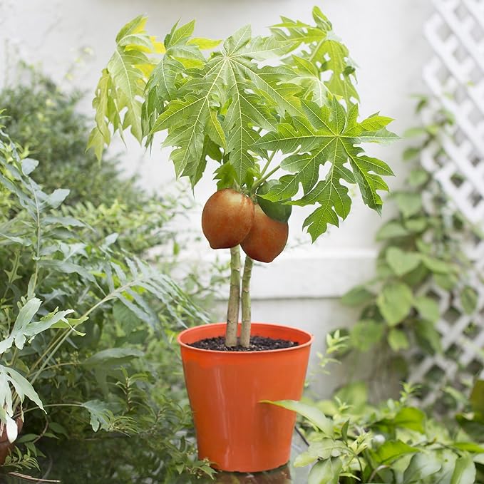Gardenera Papaya Potting Mix - Promote Strong Roots and Bountiful Yield with Our Premium Blend - 4 Quart