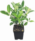 Sweet Viburnum | 3 Large 4 Inch Pots | Viburnum Odorotissimum | Live Plants | Fast Growing Privacy Hedge, Shrub, Privacy Screen