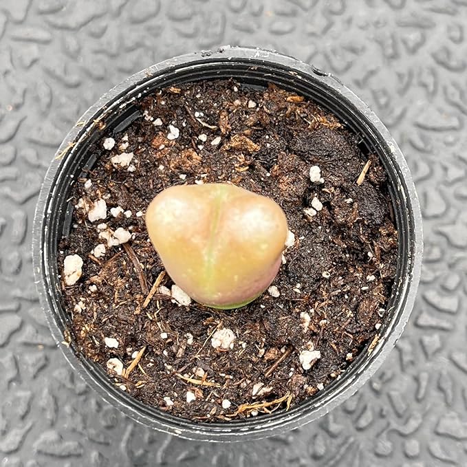 Sprout N Green Conophytum maughanii, Rare Lithops Living Stone Plant Fully Rooted in 2" Pot, Cute Potted Succulents Houseplant Pebble Plant, Great for Terrarium Arrangement, DIY Project, Office Décor