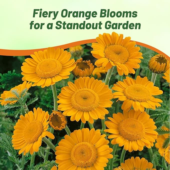 Outsidepride Orange Marguerite Daisy Seeds - 10000 Pcs. Perennial Drought-Tolerant & Pollinator-Friendly, Flower Seeds for Planting Vibrant Blooms for Gardens, Borders & Cut Flowers