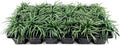 Dwarf Mondo Grass | 30 Large 4 Inch Pots | Ophiopogon Japonicus Nanus | Live Evergreen Shade Loving Groundcover