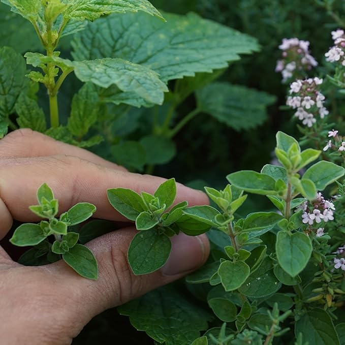 Organic Common Italian Oregano Seeds - USDA Organic, Non-GMO, Open Pollinated, Heirloom (1 Packet - 500 MG - Approx 450 Seeds)