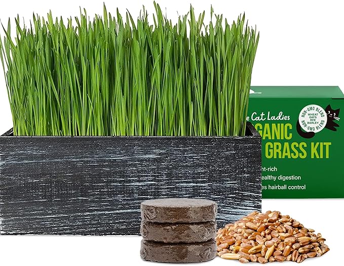 The Cat Ladies Cat Grass Kit with Black Rustic Wooden Planter, Organic Cat Grass Seeds and Soil. Easy to Grow Cat Grass for Indoor Cats. Prevent Hairballs and Aid Digestion