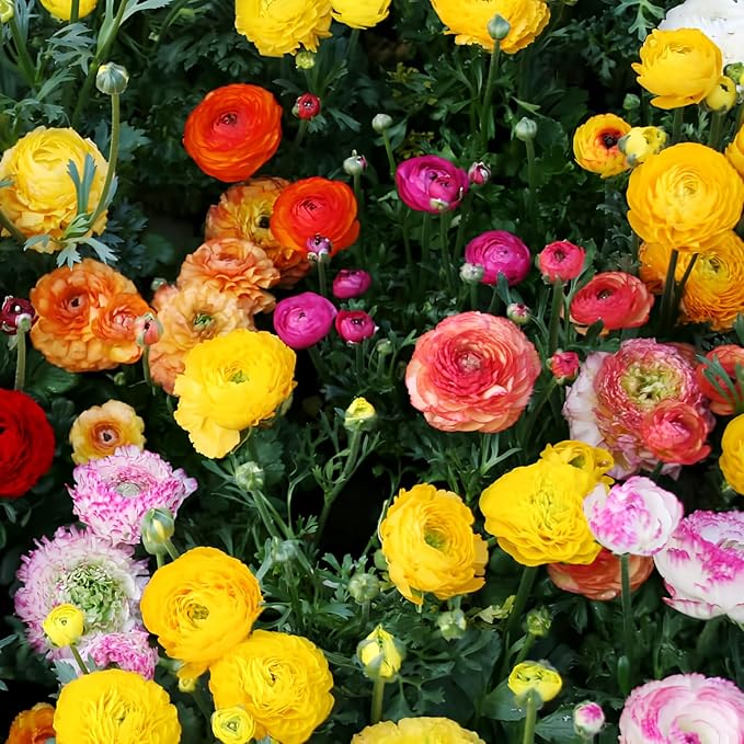 25 Mixed Ranunculus Bulbs Spring Planting - Buttercup Color Mix Value Bag - Plant in Gardens, Borders & Flowerbeds - Easy to Grow Flowers Bulbs by Willard & May