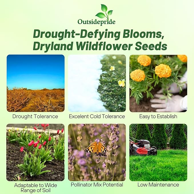 Outsidepride Dryland Wildflower Seed Mix - 1 lb. Colorful Blend of Drought Tolerant, Annual and Perennial Wildflower Seeds for Attracting Pollinators in Arid States & Xeriscapes
