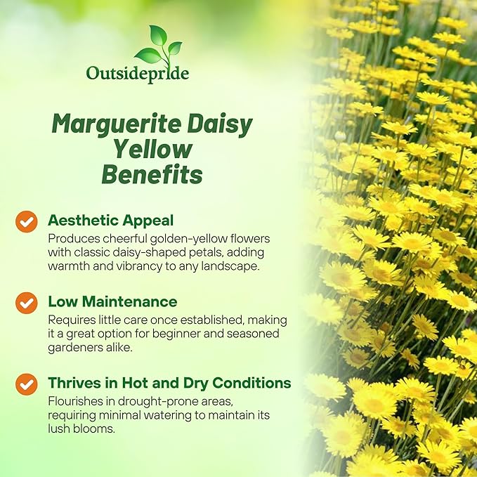 Outsidepride Yellow Marguerite Daisy Seeds - 10000 Pcs. Perennial Drought-Tolerant & Pollinator-Friendly, Flower Seeds for Planting Vibrant Blooms for Gardens, Borders & Cut Flowers