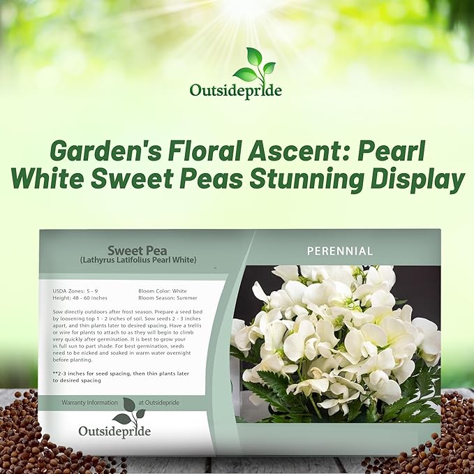 Outsidepride Pearl White Sweet Pea Seeds - 100 Pcs Perennial, Easy to Grow, Vine Seeds for Planting Fragrant, Long-Lasting Flowers with Free-Flowering Habit & Tall Size for Vertical Gardens
