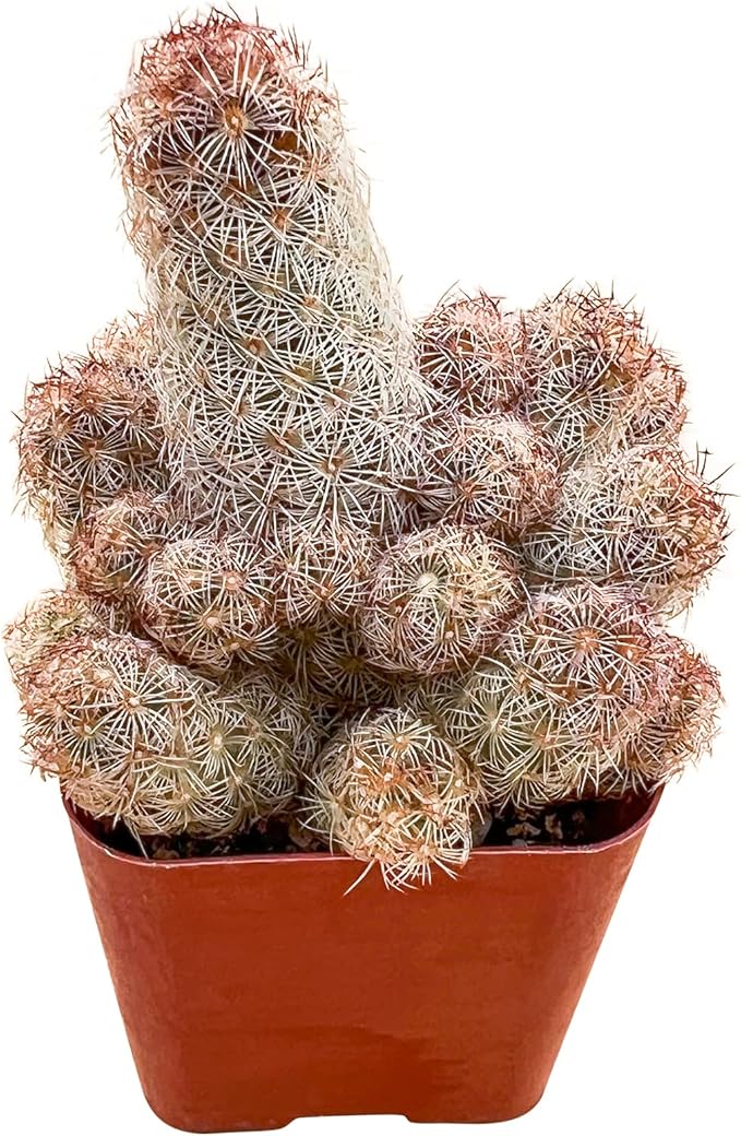 Sprout N Green Mammillaria elongata 'Copper King', Live Cactus Plant Fully Rooted in 2" Pots with Soil Mix, Houseplant for Indoor Outdoor Home Office Décor