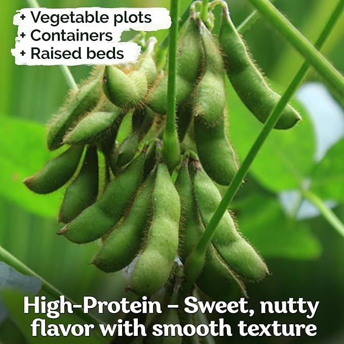 KVITER 40 Soy Bean Midori Giant Edamame Seeds (Glycine max) - Green Soybean, Soy Beans Organic Non GMO Variety, Sweet Nutty Flavor - Heirloom Vegetable Seeds for Planting Outdoors in Home Garden