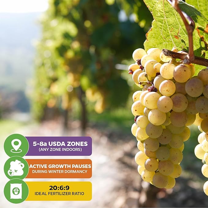 Blanc du Bois Grape - Vitis labrusca - Wellspring Gardens Starter Plant - Live Plant for Outdoor Gardens - Vigorous Grapevine Plants - Ideal for Fruit Gardening in Patio and Garden