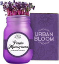 Hydroponic Herb Growing Kits - Purple Microgreens - Indoor Garden System in a Mason Jar - Herb Garden Kit for Indoor Greenhouse - Indoor Plant Hydroponic Growing System w/Fresh Herb Seeds