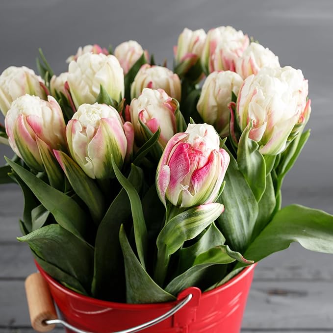 Ice Cream Double Tulip Bulbs – 3 Premium Peony-Style Blooms | White Cream Petals with Pink-Red Base | Unique Spring Perennial Flowers for Gardens & Containers – Zones 3–8 (3 Bulbs)