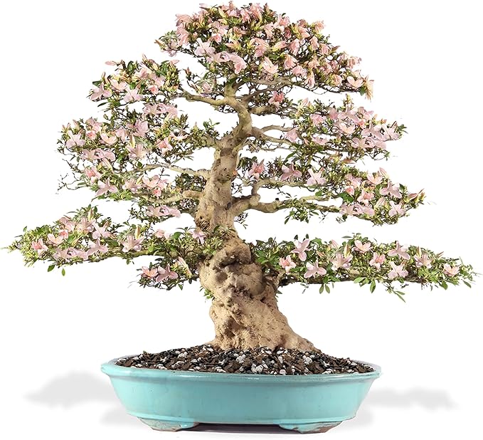Premium Bonsai Soil All Purpose Fast Draining Mix - Pumice, Lava, Calcined Clay and Pine Bark Potting Pre Mixed Bonsai Plant Soil Mixture by GARDENERA - Made in USA - (3 Quart Bag)