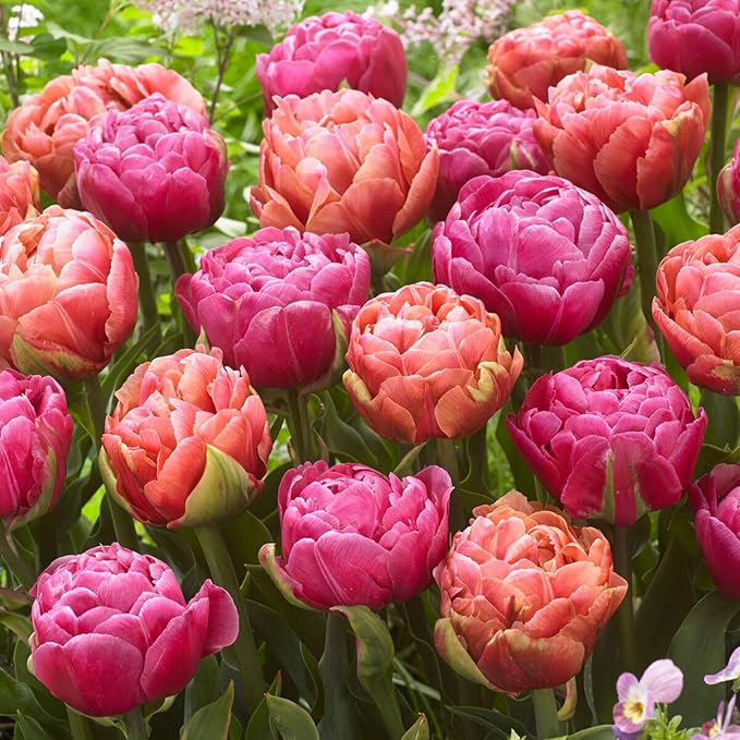 Garden State Bulb Amazing Blend Double Mix Tulip Flower Bulbs, 12/+ cm, Fall Planting (Bag of 100)