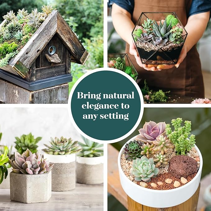 Shop Succulents Endless Summer Succulent Pack Collection - Live Mini Succulent Plants, Low Maintenance, Colors & Textures - Wedding and Party Favors, Gift & Garden, Pack of 6