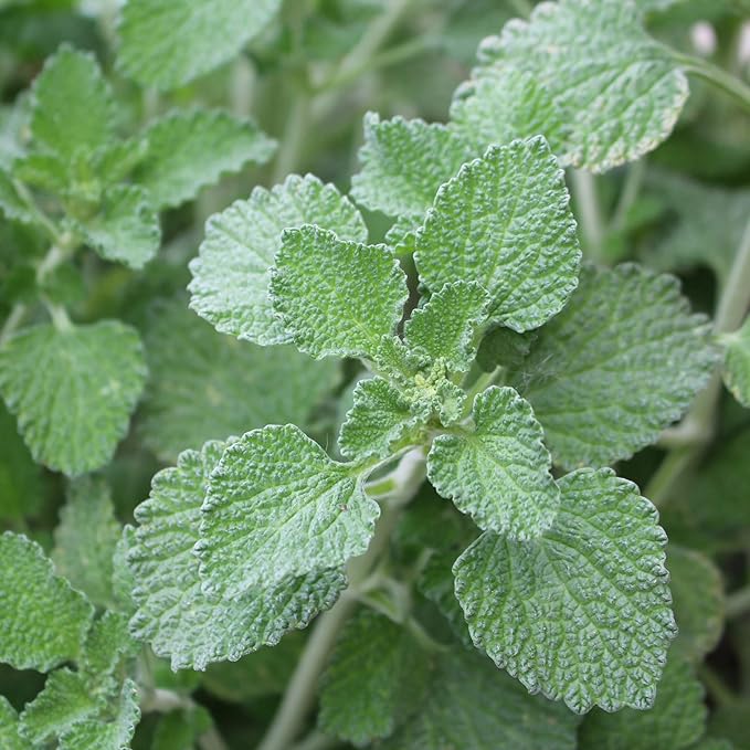 Outsidepride - Horehound Seeds - 5000 Pcs. Perennial, Compact, Easy to Grow & Pollinator Friendly, Herb Seeds for Planting Toothed, Wooly Gray-Green Foliage for Versatile & Culinary Uses