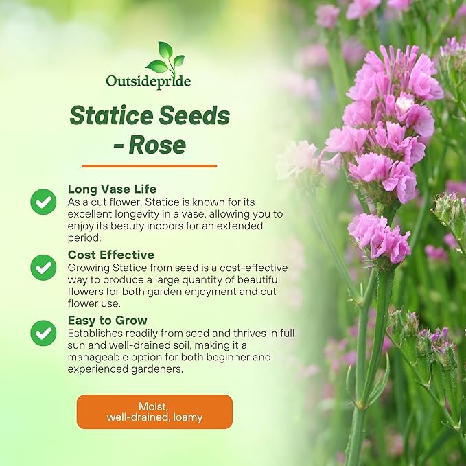 Outsidepride Rose Statice Flower Seeds - 1000 Pcs Annual Easy to Grow Drought Tolerant Flower Seeds for Floral Arrangements, Borders, & Pollinator Garden