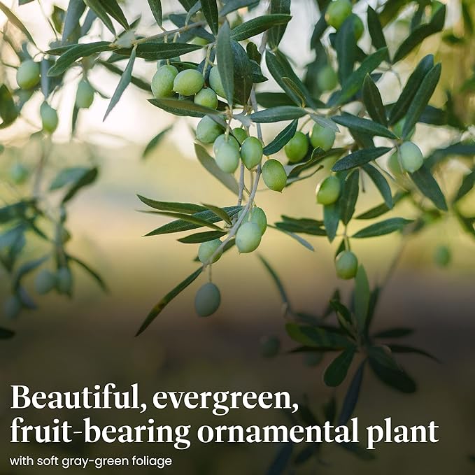 American Plant Exchange Arbequina Olive Tree – Live 7.5-Inch Pot, Fruit Bearing Tree, Cold Hardy Edible Variety for Containers, Patios, and Mediterranean-Inspired Gardens
