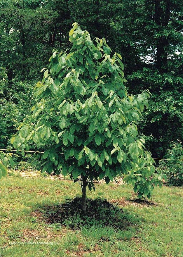 TriStar Plants - American Paw Paw Tree, 1 Gallon Pot - No Ship California - Healthy Established Roots, Pawpaw Fruit, Prairie Banana, Pawpaw Tree, Easy Grow Fruit Tree