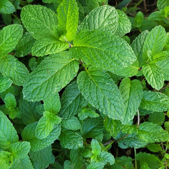Generic Chocolate mint, Peppermint plants. Live, Fragrant, Fresh, Edible. Easy Grow. Indoor/Outdoor. (Choc+Pepper : 4 Mint Sacs), chocolate+peppermint
