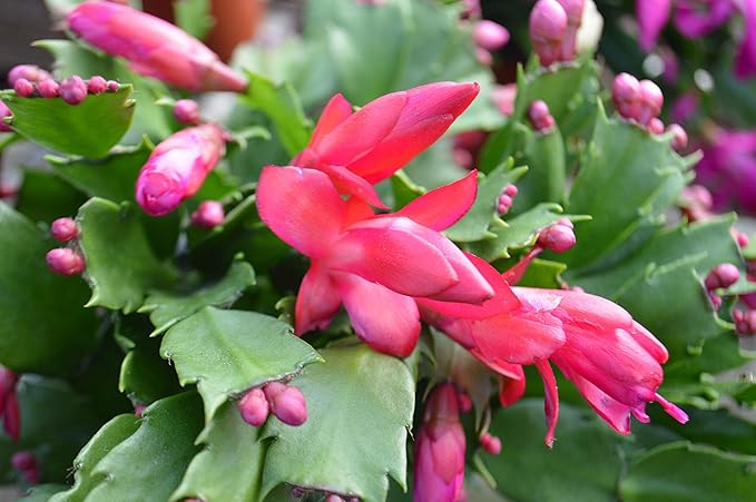 Christmas Cactus - 3 Live Plants in 4 Inch Pots - Schlumbergera Bridgesii - Beautiful Indoor Tropical Succulent
