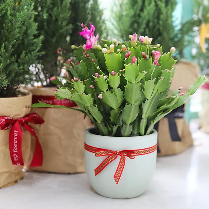 Christmas Cactus Thanksgiving Cactus (4 inch + Plastic Pot) - Red/Pink/White Zygocactus - Holiday Decorating with Cacti and Succulents - Christmas Gift Ideas 2025