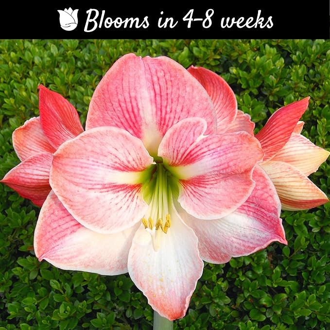 Easy to Grow Amaryllis 'Apple Blossom' Pre-Planted Bulb Indoor Gift Kit in a Silver Square - Pink & White Flowering Blooms in 4 to 8 Weeks