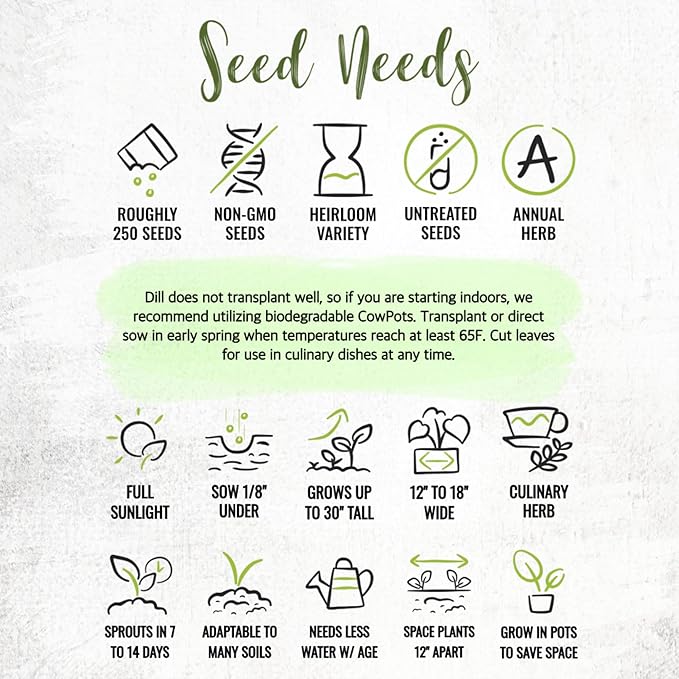 Seed Needs Dill Seeds for Planting Bouquet Herbs - Non-GMO Heirloom & Untreated Herb Seed to Plant a Home Grown Indoor / Outdoor Garden (1 Pack)