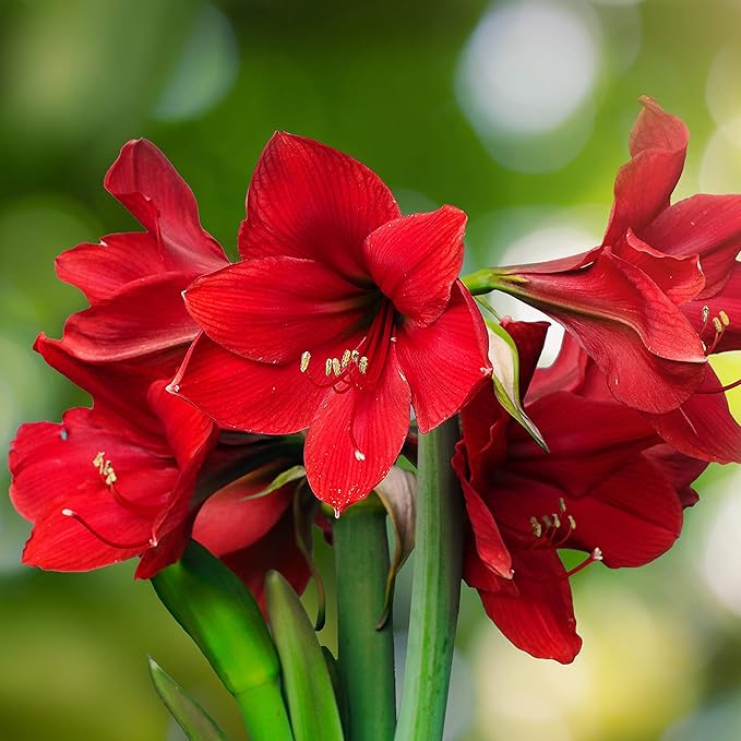 Easy to Grow Amaryllis 'Candy Cane Collection' Plant Bulbs (3 Bulbs) - Mixed Red & White Flowering Blooms for Indoor & Outdoor Gardens