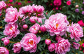 Pink Peony Root for Planting - Premium Roots for Fall Planting