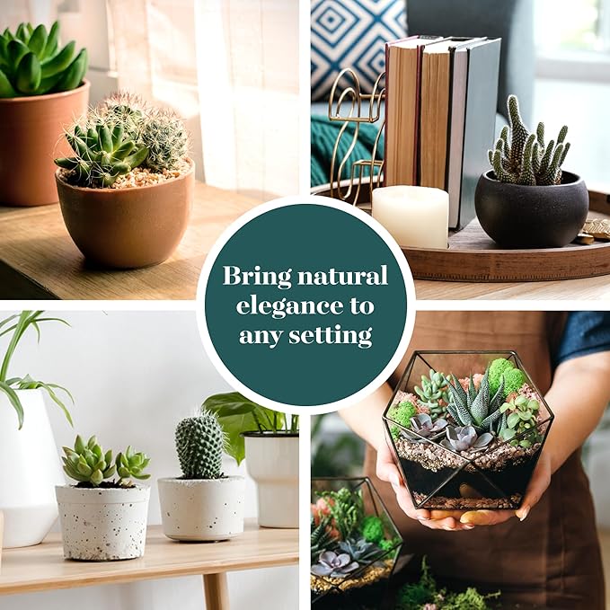 Shop Succulents Premium Live Mini Cactus and Succulent Plants in 2" Pots, Easy Care Indoor or Outdoor Gardening, Terrariums, Favors, & Contemporary Spaces with Hardy, Resilient Varieties, Pack of 5