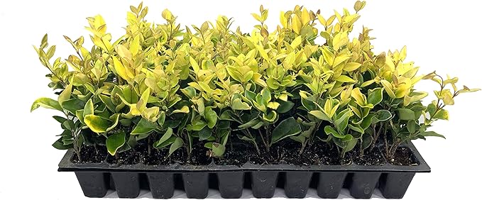 Ligustrum Japonicum Howardi - 3 Live Plants - Privet Howardii - Variegated Evergreen Shrub