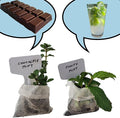 Chocolate+Mohito Mint Plants. Live, Fragrant, Fresh, Edible. Easy Grow. Indoor/Outdoor. (Choc+Mohito Mint Bags)