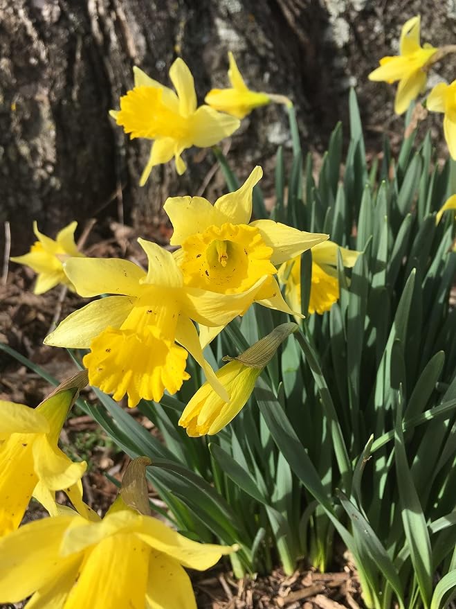 Dutch Master Daffodils (25 Bulbs) - Yellow Daffodil Narcissus Bulbs