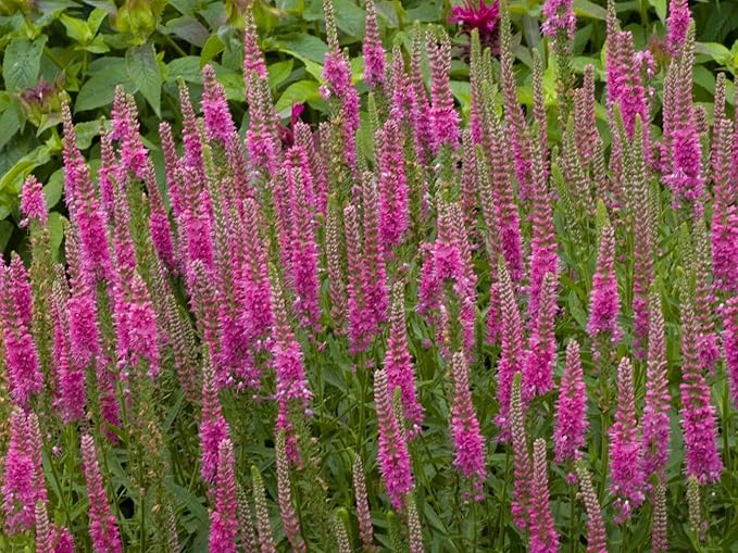 Greenwood Nursery: Live Perennial Plants - 'Red Fox' Spiked Speedwell + Veronica Spicata - [Qty: 3X Pint Pots] - (Click for Other Available Plants/Quantities)